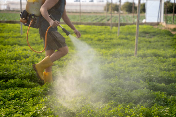 Best Affordable Pest Control Services  in Roscoe, IL